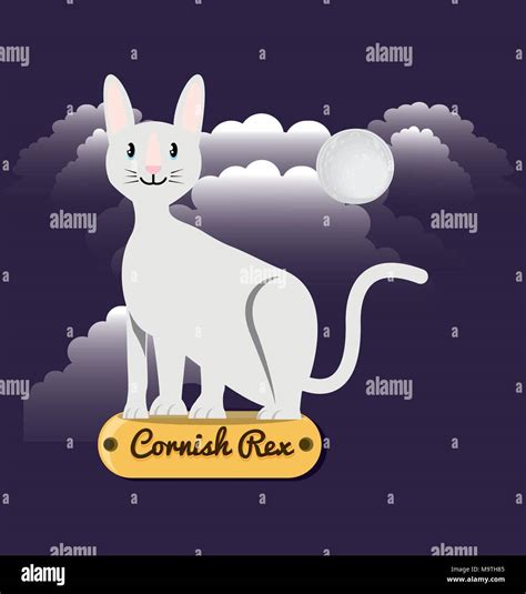 Cat Cornish Rex Under The Light Of The Moon Vector Illustration Design