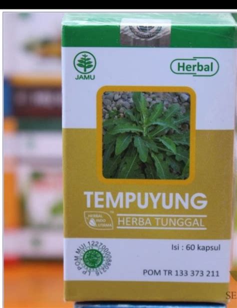 Kapsul Daun Tempuyung Herbal Ginjal Dan Batu Urine Penghancur Batu