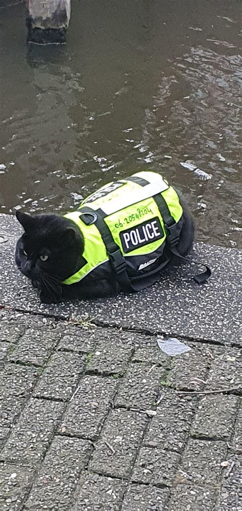 Police Cat R Amsterdam