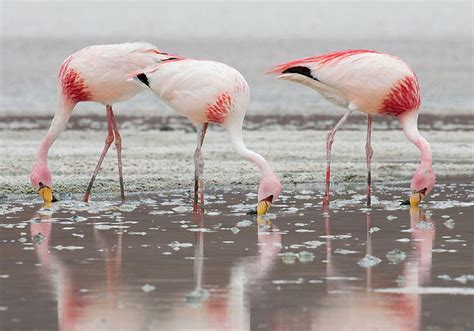 Flamingos: Facts and Information - Avian Report