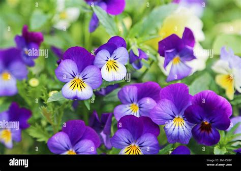 Blue pansy flowers Stock Photo - Alamy