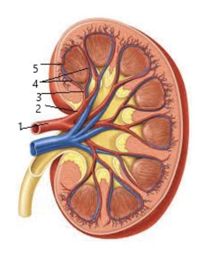 Branches Of The Renal Artery Anatomy Diagram Quizlet Hot Sex Picture