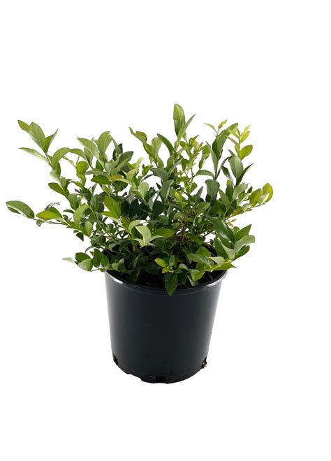 Expert Gardener 2.25 gal Blueberry Northblue Live Shrubs - Walmart.com