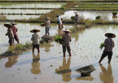 Human Environment Interaction Farmers In Northern China Cultivate Rice