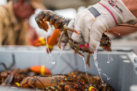 Kennebunkport Lobster - Visit Maine