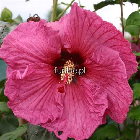 Hibiskus bylinowy Hibiscus Plum Crazy sadzonka cena 14zł