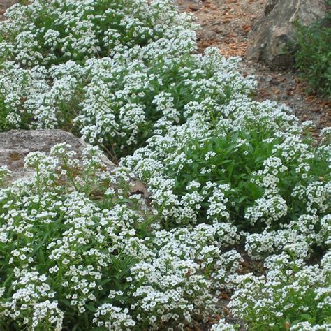 Seeds Of Sweet Alyssum Lobularia Maritima Royal Carpet Tog