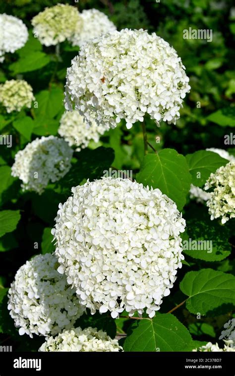 Smooth Hydrangea Wild Hydrangea Or Sevenbark Wald Hortensie