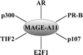 Multi Functional Androgen Receptor Coregulator And Proto Oncogene