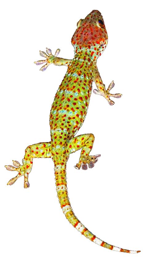 Geckos Background Png Svg Clip Arts Download Download Clip Art Png Icon Arts