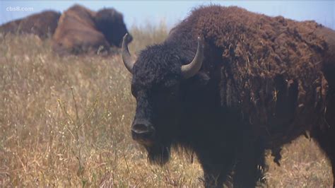 North American Bison Roam Camp Pendleton In North San Diego