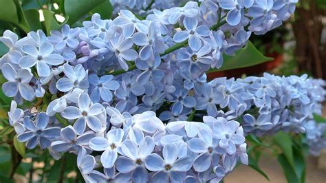 Tips For Growing The Common Lilac In Your Garden