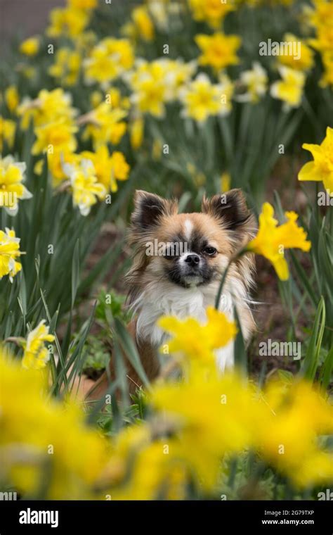 Long Haired Chihuahua Surrounded By Flowers Hi Res Stock Photography