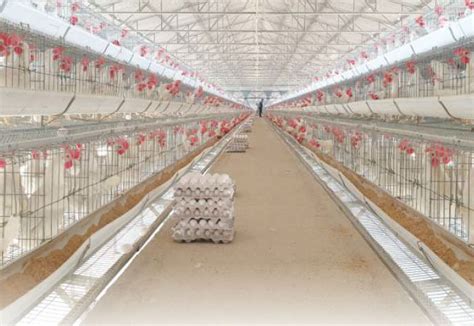 Poultry Sector In India Witnessing A Robust Growth Poultry Trends