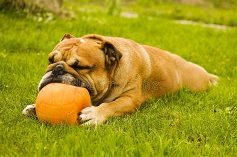 British Bulldog Game Stock Photos - Free & Royalty-Free Stock Photos ...