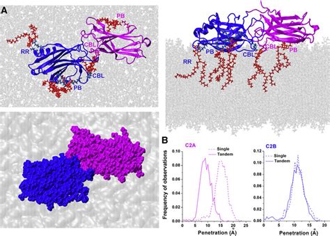 The Interactions Of The Ca 2þ Free C2ab Tandem With The Popcpopspip