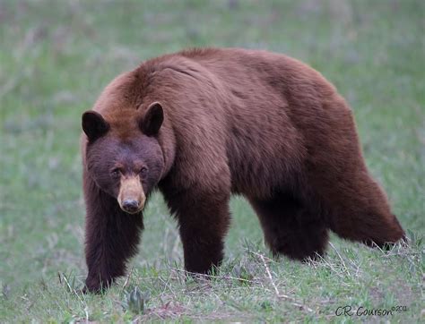 Cinnamon Black Bear Photograph by CR Courson