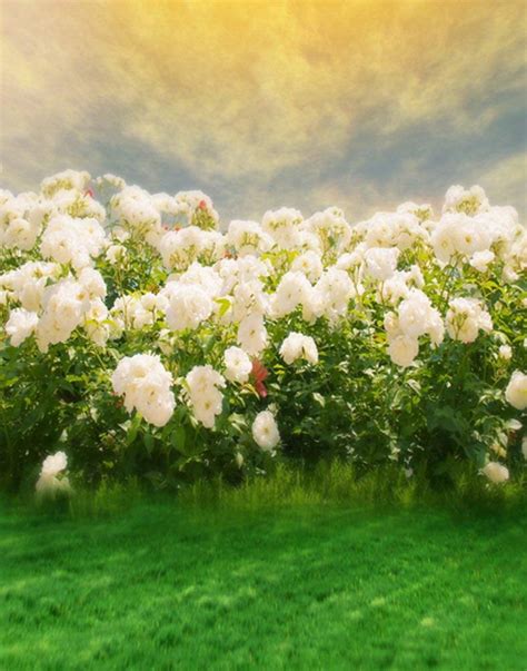 Abphoto Polyester X Ft Lawn Tree White Flower Photography Backdrops