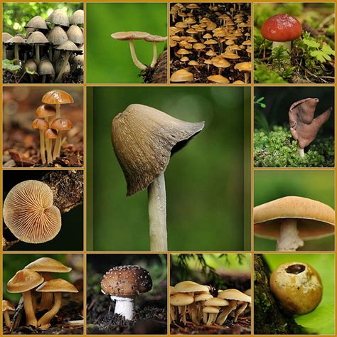 Fungi and Mushroom Photography Tips | Discover Digital Photography