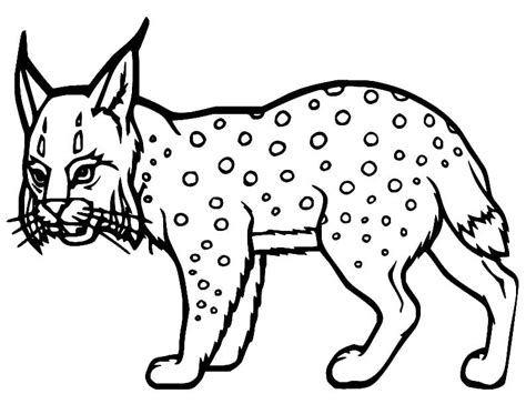 Desenhos De Um Pequeno Lince Para Colorir E Imprimir Colorironlinecom