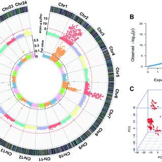 Circular Manhattan Plot Displaying Sex Genome Wide Association Results