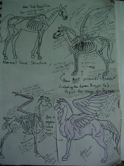 Pegasus Anatomy By Chakotaydgryphon On Deviantart