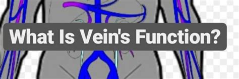 What Is Vein’s Function? - Yoors