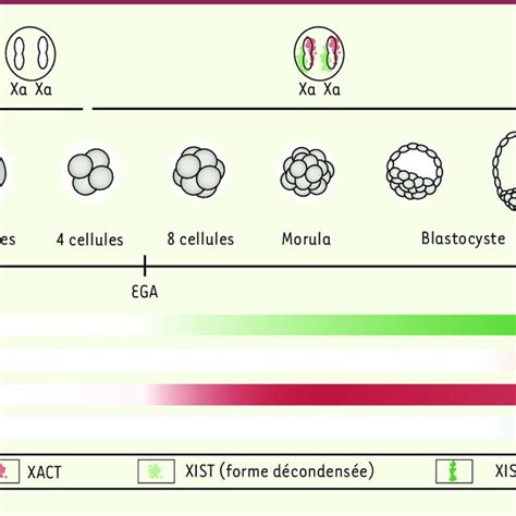 Inactivation du chromosome X au cours du développement humain Aux