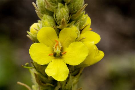 Orticola 2023 E LIntelligenza Dei Fiori Tastefollies