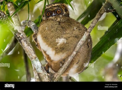 Eastern Woolly Lemur Avahi Laniger Aka Woolly Avahis Or Woolly Indris