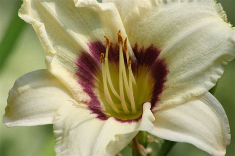 Lilja Daylily Kerma Ilmainen Valokuva Pixabayssa Pixabay