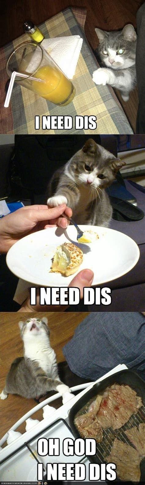 33 Funny Cat Memes That Never Fail to Make Us LOL | Funny cat memes, Funny animal quotes, Funny ...