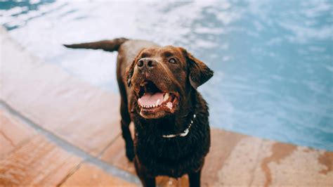 Cómo Calmar a tu Perro Ansioso 9 Consejos para más Tranquilidad Canina