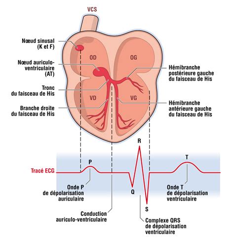 Cardiologie Le livre de sémiologie médicale