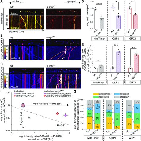 α synuclein mediated fragmented mitochondria are oxidized damaged and