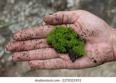 Rhizoids Moss Royalty-Free Images, Stock Photos & Pictures | Shutterstock