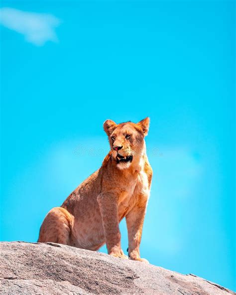 Female Lion Sitting on Rock Stock Photo - Image of lion, female: 264406332