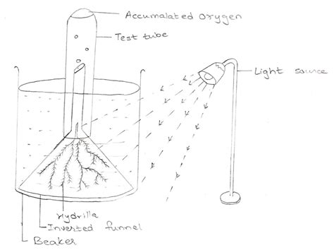 PLANT PHYSIOLOGY EXPERIMENTS - BIOLOGY4ISC