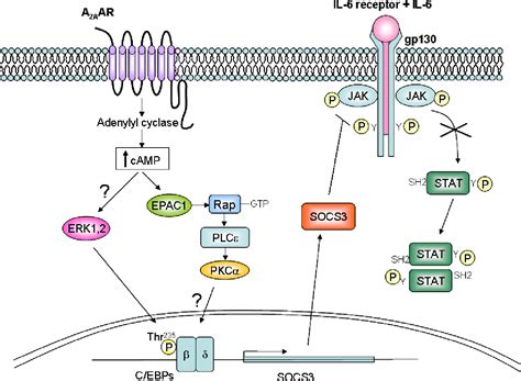 Figure 1 From Anti Inflammatory And Immunosuppressive Effects Of The A2a Adenosine Receptor