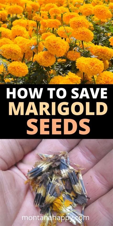 How To Save Marigold Seeds Easy Steps Montana Happy