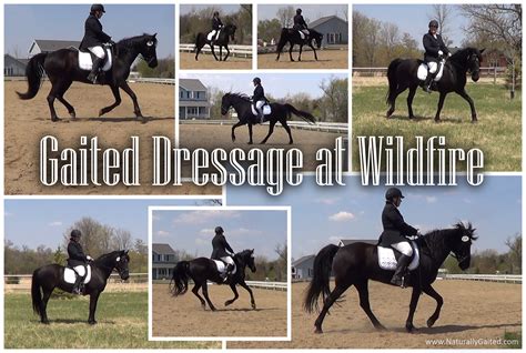 Gaited Dressage Stories Shows Demonstrations Clinics Jennifer