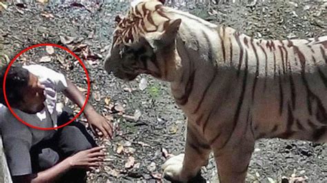 Horrifying Tiger Encounters Caught On Camera Youtube