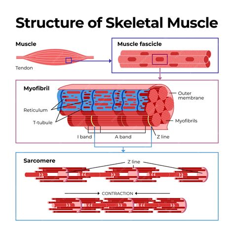 Premium Vector Structure And Composition Of Skeletal Muscle