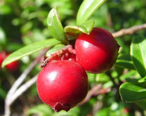 Cranberry Natures Restaurant A Complete Wild Food Guide Fields