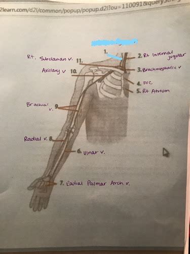 Veins Of Upper Extremity Flashcards Quizlet