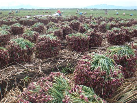 BIDLUHTAN Budidaya BAWANG MERAH