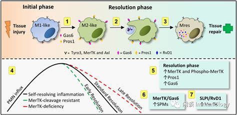 炎症的基础巨噬细胞和TAM分子 凤凰网