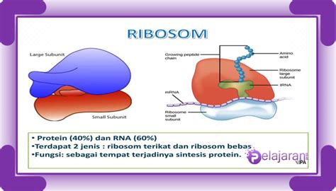 Ribosom Pengertian Struktur Jenis Dan Fungsi Ribosom Dengan