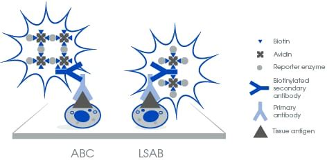 Detect low-abundance proteins with biotinylated antibodies | Abcam