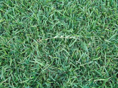 7 Best Grass Types for Illinois | Wikilawn